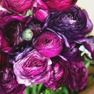 Amethyst Ranunculus Flower Bulbs - 24 Purple Corms - Perennial for Garden - Image 12