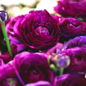 Amethyst Ranunculus Flower Bulbs - 24 Purple Corms - Perennial for Garden - Image 1