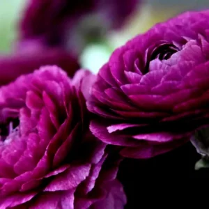 Amethyst Ranunculus Flower Bulbs - 24 Purple Corms - Perennial for Garden - Image 5