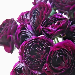 Amethyst Ranunculus Flower Bulbs - 24 Purple Corms - Perennial for Garden - Image 7