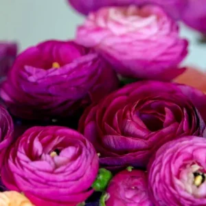 Amethyst Ranunculus Flower Bulbs - 24 Purple Corms - Perennial for Garden - Image 9
