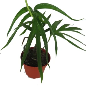Amydrium Zippelianum Live Plant - Vining Houseplant - 4 Inch Pot - Image 3