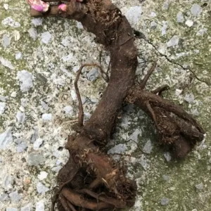 Angel Cheeks Peony Bare Root - 2-3 Eye, Pink & Cream, Fall Planting - Image 2