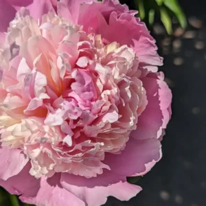 Angel Cheeks Peony Bare Root - 2-3 Eye, Pink & Cream, Fall Planting - Image 4