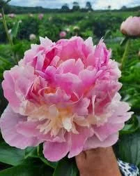 Angel Cheeks Peony Bare Root - 2-3 Eye, Pink & Cream, Fall Planting - Image 1