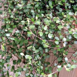 Angel Vine Muehlenbeckia Live Plant - 2.5