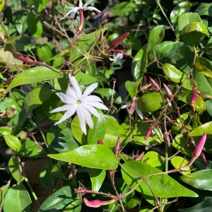 Angel Wings Jasmine Live Plant - Jasminum Nitidum in 6" Pot - Image 1