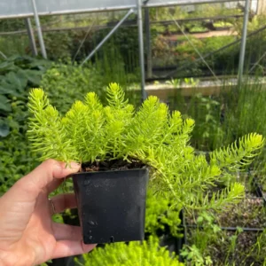 Angelina Sedum Live Plant – 3.5 Inch Pot – Vibrant Yellow Groundcover - Image 2