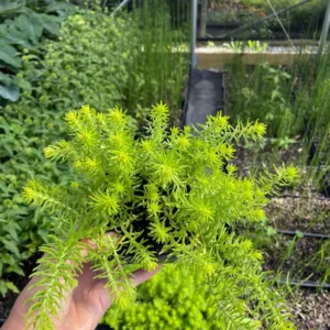 Angelina Sedum Live Plant – 3.5 Inch Pot – Vibrant Yellow Groundcover - Image 3