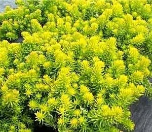 Angelina Sedum Live Plant – 3.5 Inch Pot – Vibrant Yellow Groundcover - Image 1