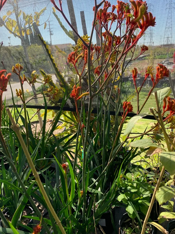 Anigozanthos Velvet Amber Live Plant – 6 inch Pot – Outdoor Bush - Image 1