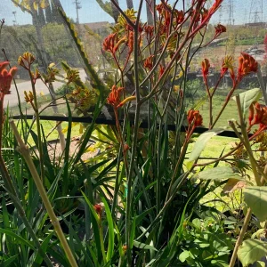 Anigozanthos Velvet Amber Live Plant – 6 inch Pot – Outdoor Bush - Image 2