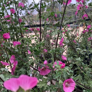 Anisodontea 'New Princess' Live Plant - Pink Flowering Shrub, 1 Gallon Pot - Image 2