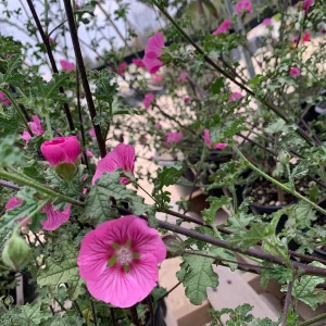 Anisodontea 'New Princess' Live Plant - Pink Flowering Shrub, 1 Gallon Pot - Image 1