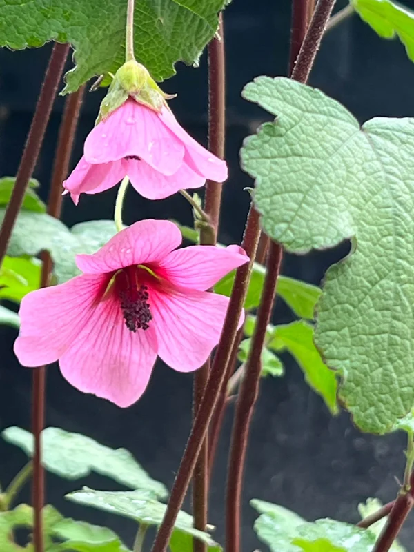 Anisodontea Strybing Beauty Live Plant – 1-2ft Tall – 6 Inch Pot - Image 2