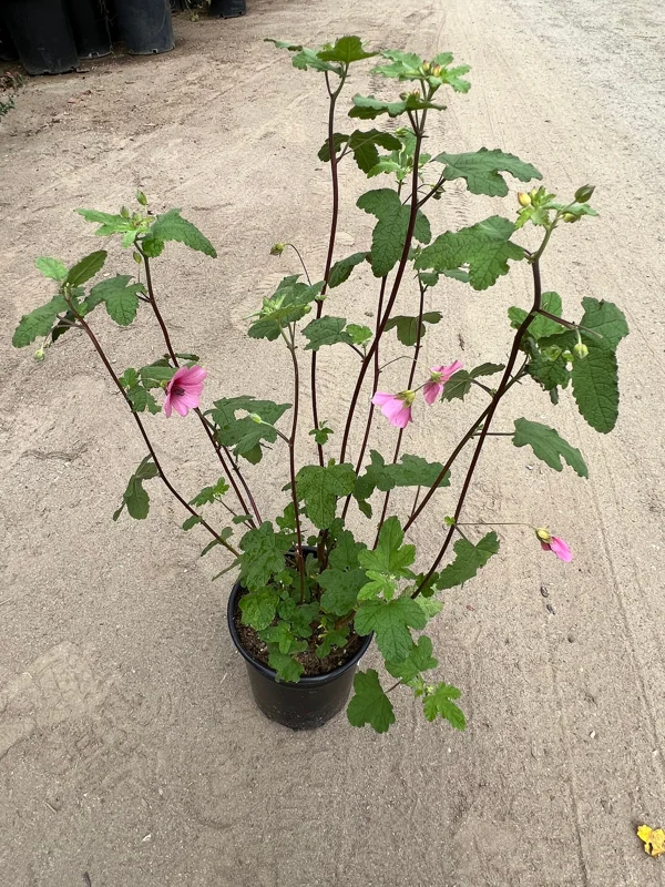 Anisodontea Strybing Beauty Live Plant – 1-2ft Tall – 6 Inch Pot - Image 1