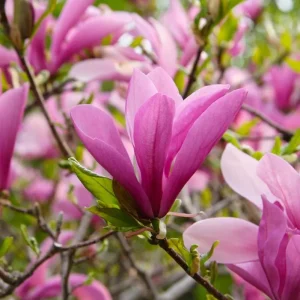 Ann Magnolia Tree Live Plant – Deep Purple-Red Flowering Shrub, 2.5" Pot, Outdoor - Image 2