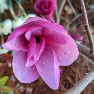 Ann Magnolia Tree Live Plant – Deep Purple-Red Flowering Shrub, 2.5