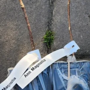 Ann Magnolia Tree Live Plant – Deep Purple-Red Flowering Shrub, 2.5