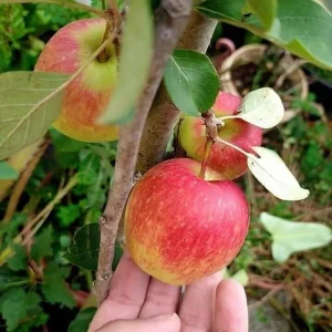 Anna Apple Tree - Low Chill Live Plant - 3-4 Feet Tall - Ships in 3 Gallon Pot - Image 1