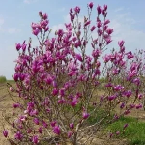 Anne Magnolia Bare Root Cuttings - 2 Pack, 8-12 Inch, Purple Blooms, Outdoor - Image 2