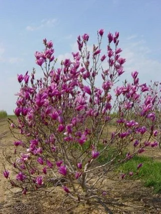 Anne Magnolia Live Plant - Deciduous Flowering Shrub - 2.5 inch Pot - Outdoor - Image 2