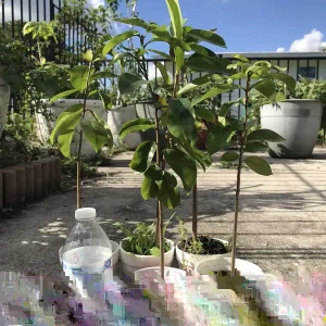 Annona Muricata Graviola Soursop Guanabana Live Fruit Tree 12-16 Inches Tall Outdoor Tropical - Image 5