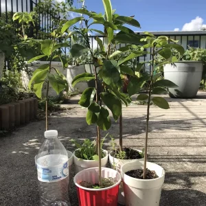 Annona Muricata Graviola Soursop Guanabana Live Fruit Tree 12-16 Inches Tall Outdoor Tropical - Image 9