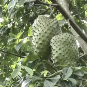 Annona Muricata Graviola Soursop Guanabana Live Plant Tree 5-9 inches Potted Tropical - Image 1