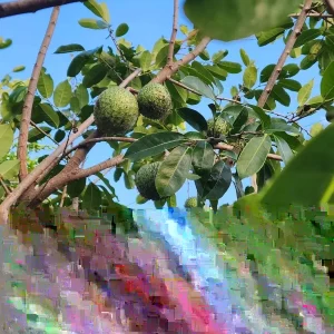 Annona Muricata Mountain Soursop Live Plant – 12-20 Inch Tropical Fruit Tree - Image 5