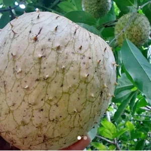 Annona Muricata Mountain Soursop Tree Live Plant – Organic 5-9 inch Tropical Fruit Tree - Image 6