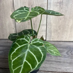 Anthurium Crystallinum Live Plant – 4 inch Potted Houseplant – Indoor - Image 2