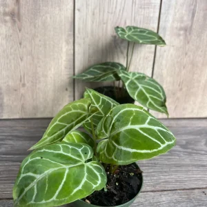 Anthurium Crystallinum Live Plant – 4 inch Potted Houseplant – Indoor - Image 5