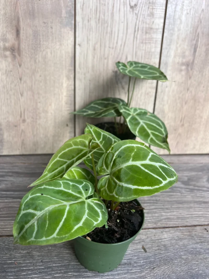 Anthurium crystallinum - 4"