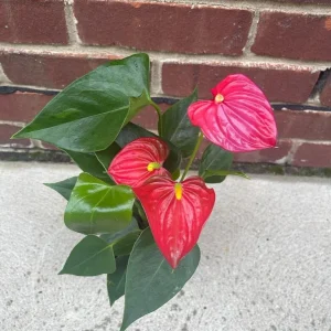 Anthurium Live Plant 4" Pot - Red Flowering Houseplant, Easy Care Indoor - Image 2