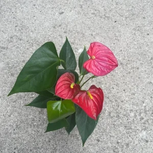 Anthurium Live Plant 4