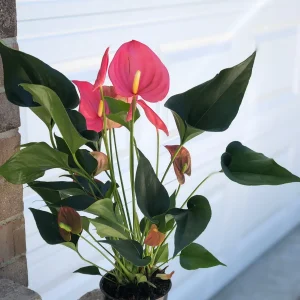Anthurium Live Plant - 6 inch Potted Houseplant - Easy Care Indoor Flower - Image 3