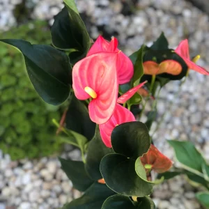 Anthurium Live Plant - 6 inch Potted Houseplant - Easy Care Indoor Flower - Image 4