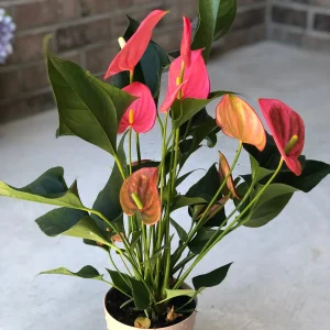 Anthurium Live Plant - 6 inch Potted Houseplant - Easy Care Indoor Flower - Image 5