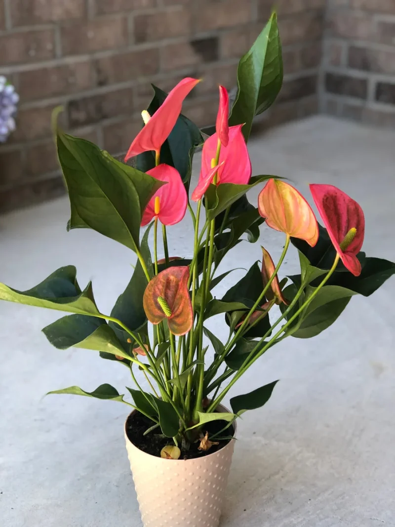 Anthurium Live Plant - 6 inch Potted Indoor Houseplant