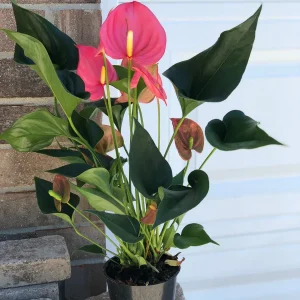 Anthurium Live Plant - 6 inch Potted Houseplant - Easy Care Indoor Flower - Image 6