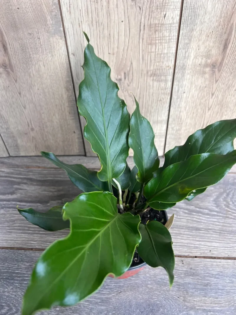 Anthurium Plowmanii, 6" Plant