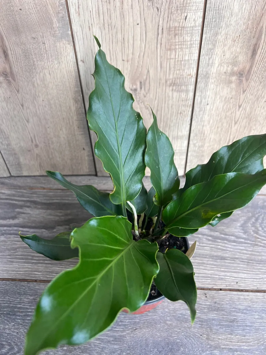 Anthurium Plowmanii Live Plant – 6 inch Pot – Exotic Indoor Houseplant - Image 2