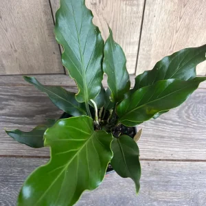 Anthurium Plowmanii Live Plant – 6 inch Pot – Exotic Indoor Houseplant - Image 1