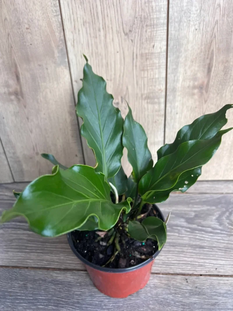 Anthurium Plowmanii Live Plant - 6 inch Pot - Exotic Houseplant
