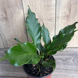 Anthurium Plowmanii Live Plant – 6 inch Pot – Exotic Indoor Houseplant - Image 5