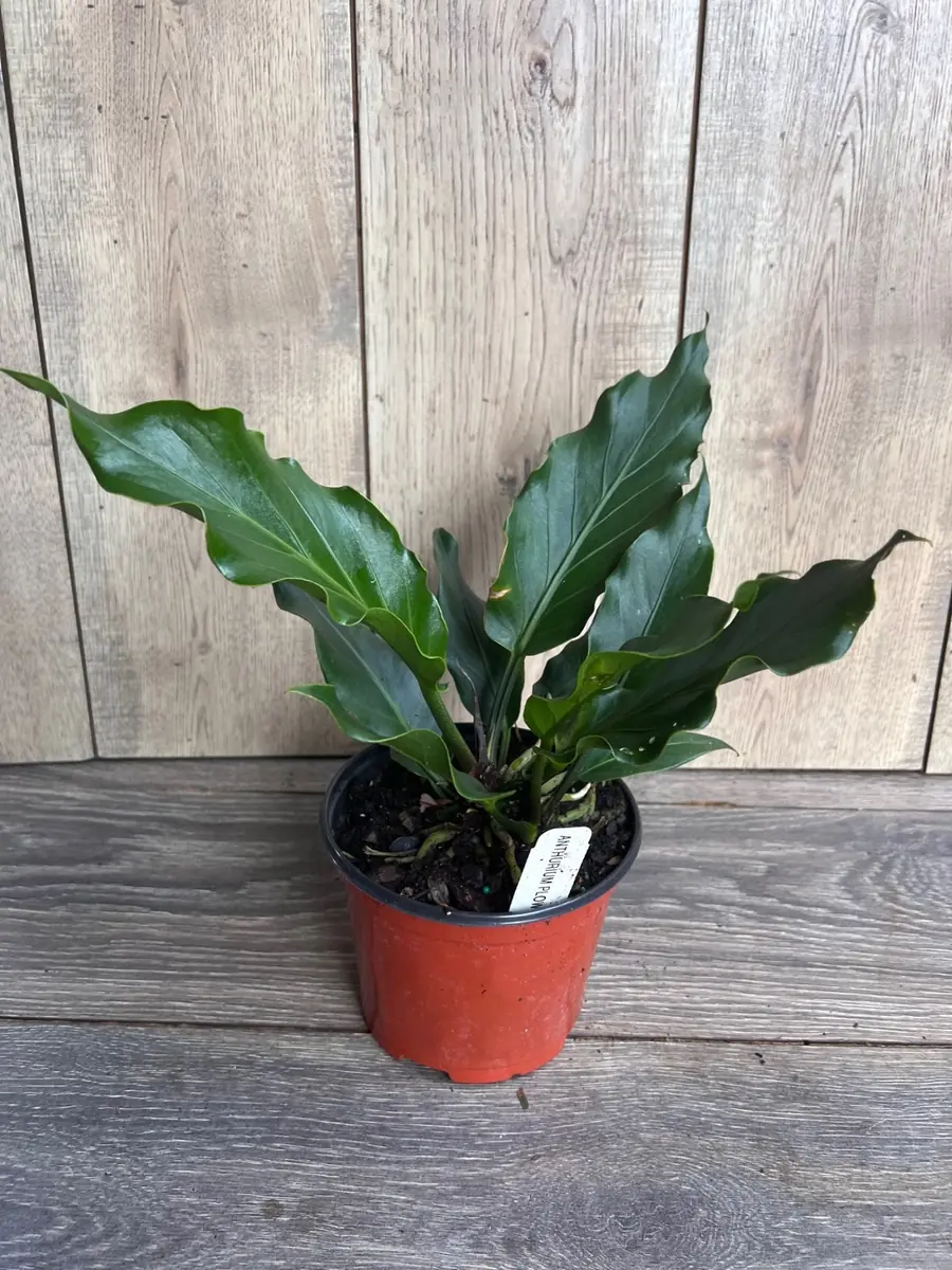 Anthurium Plowmanii Live Plant – 6 inch Pot – Exotic Indoor Houseplant - Image 6
