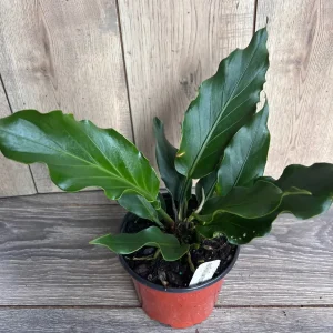 Anthurium Plowmanii Live Plant – 6 inch Pot – Exotic Indoor Houseplant - Image 7