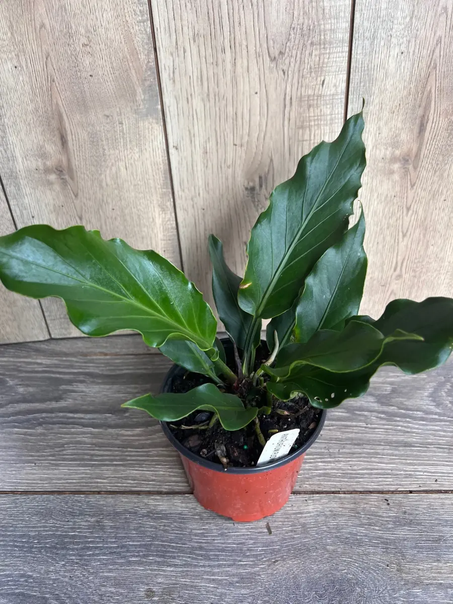 Anthurium Plowmanii Live Plant – 6 inch Pot – Exotic Indoor Houseplant - Image 7