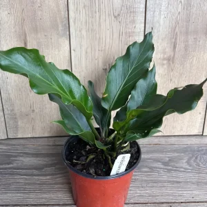 Anthurium Plowmanii Live Plant – 6 inch Pot – Exotic Indoor Houseplant - Image 8